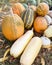 Variety of pumpkins and large zucchinis in the field