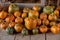 Variety of pumpkins in sizes and colors on old wooden shelves in a barn. Agricultural concept of harvesting pumpkins