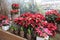 Variety of red poinsettia or Euphorbia pulcherrima Christmas traditional flower in the flowers bar.