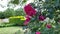 Variety of roses Rosarium Uetersen with beautiful pink buds and blossoming flowers sway in the breeze