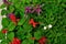 Variety of Salvia dwarf and Verbena seedlings