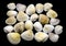 Variety of sea and river white shell macro isolated