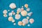 Variety of seashells on a blue linen fabric