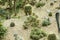 Variety of small beautiful cactus in the pot. Desert in miniature