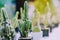 Variety of Small cactus and succulent plants in various pots