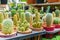 variety of small different cactuses in pots on market stall