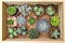 Variety of small succulents in a wooden box