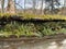 The variety of soft mosses and weird but beautiful lichens growing inside the old wooden fence.