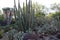 A variety of species of suagaro cacti, prickly pear and palm trees in the Saguaro National Par