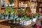 Variety of spring decorative beautiful potted plants such as hyacinth bulbs, flowering white daffodil and red begonia on