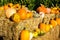 Variety Of Squash & Pumpkins For Halloween