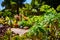 Variety of succulent plants along peaceful and serene path in The Gardens at Lake Merritt