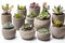 Variety of succulent plants in cement pots isolated on white background