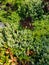 variety of succulent plants decorating a garden