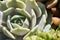 Variety of succulents in a drought-tolerant environment