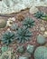 Variety of Succulents Plants