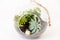 Variety of succulents in round, glass terrariums