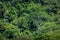 Variety of tall trees in tropical rainforest jungle