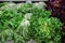 Variety of three fresh lettuce salads.