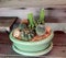 Variety of tiny cactus in a green pot on the wooden table.