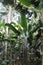 A variety of trees of varying sizes in the Amazon rainforest in Tambopata, Peru