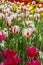 A variety of two-color tulip flowers red white, varietal garden tulips on a flowerbed in the park, vertical. Many bright