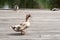 a variety of wild ducks are resting on a wooden platform near a forest pond