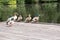 a variety of wild ducks are resting on a wooden platform near a forest pond