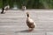 a variety of wild ducks are resting on a wooden platform near a forest pond