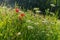 A variety of wildflowers growing in the dense grass under the rays of the warm summer sun next to the thickets of bushes