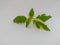 varigata hibiscus ornamental plant with green and white leaf patterns on a white background