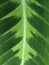 Varigated leaf on Calathea zebrina zebra plant