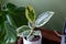 Varigated Rubber Tree Ficus Elastica Variegata sits in a white pot on a desk