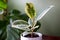Varigated Rubber Tree Ficus Elastica Variegata sits in a white pot on a desk