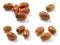 Various Acorns on white background