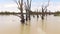 Various aerial shots of dead wood trees Murray Darling Basin or river system after extensive flooding and drought cycles