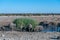 Various African Land Mammals Near a waterhole in Etosha