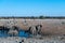 Various African Land Mammals Near a waterhole in Etosha