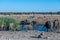 Various African Land Mammals Near a waterhole in Etosha