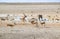 Various antelopes on a waterhole in Namibia