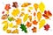 Various autumn leaves