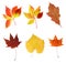 Various autumn leaves