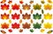 Various Autumn Leaves Illustrated Vectors