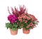 Various autumn plants, cyclamen, heather and chrysanthemum in pot