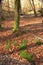 Various beeches and oaks of the Sababurg jungle