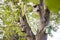 Various birdhouses hanging on green tree in nature, closeup