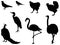 Various birds silhouette