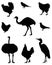 Various birds silhouette - group of endothermic vertebrates