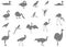 Various birds silhouette - group of endothermic vertebrates, characterised by feathers, toothless beaked jaws, the laying of hard-