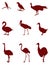 Various birds silhouette - group of endothermic vertebrates, characterised by feathers, toothless beaked jaws, the laying of hard-